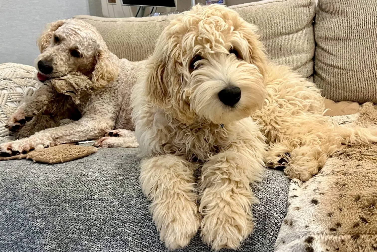 Two doodles relaxing on a sofa at home