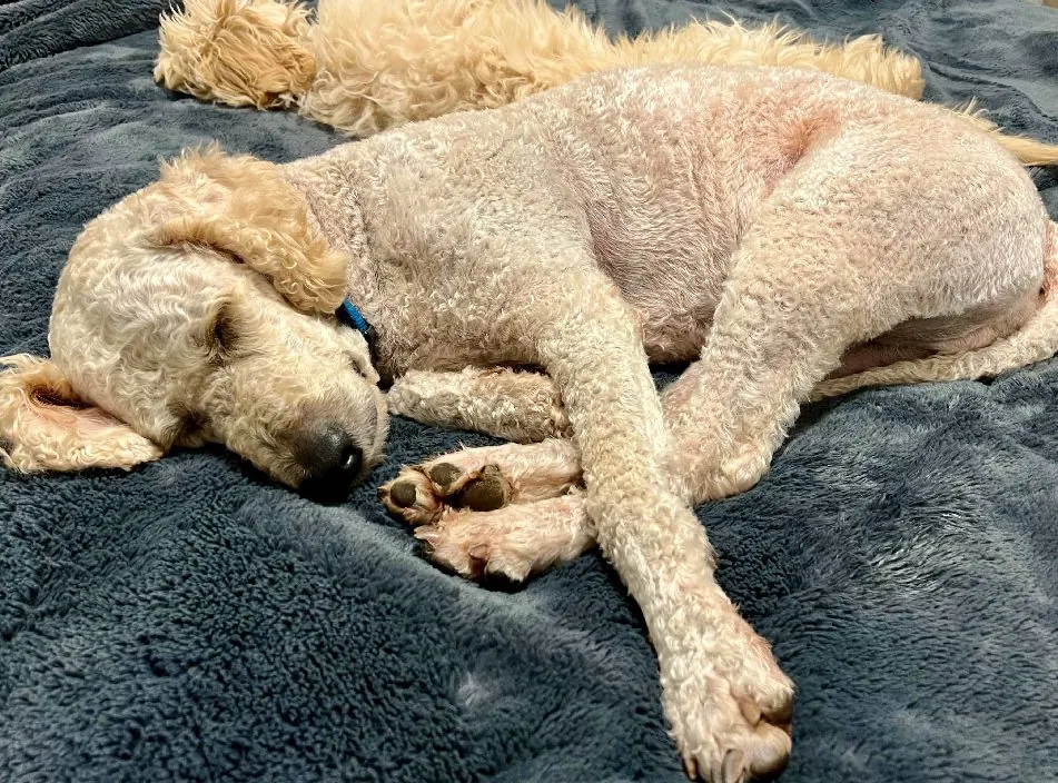A doodle asleep on a soft blanket