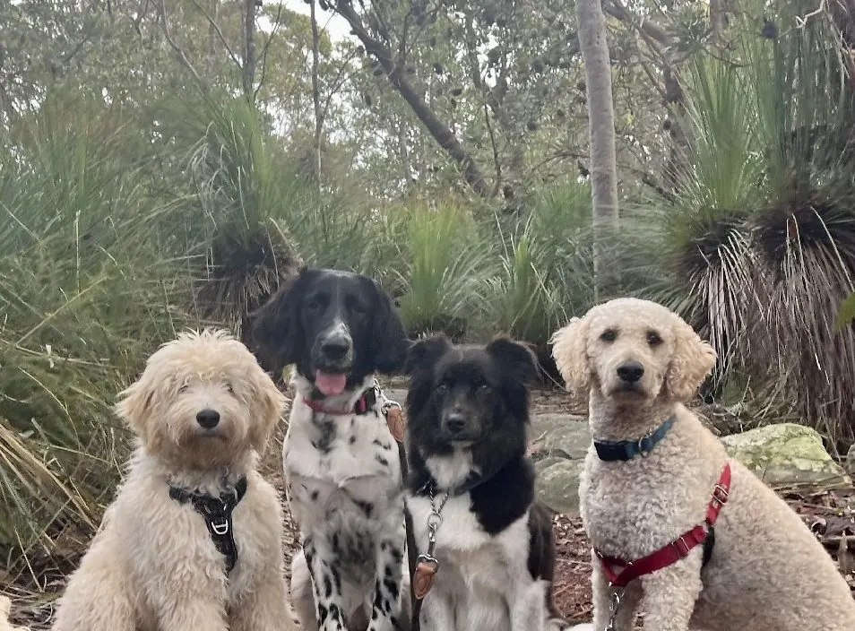 Four dogs sitting together on a bush trail