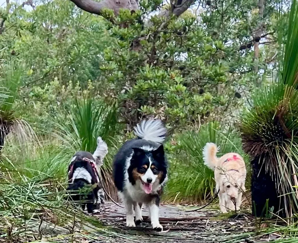 Dogs exploring together