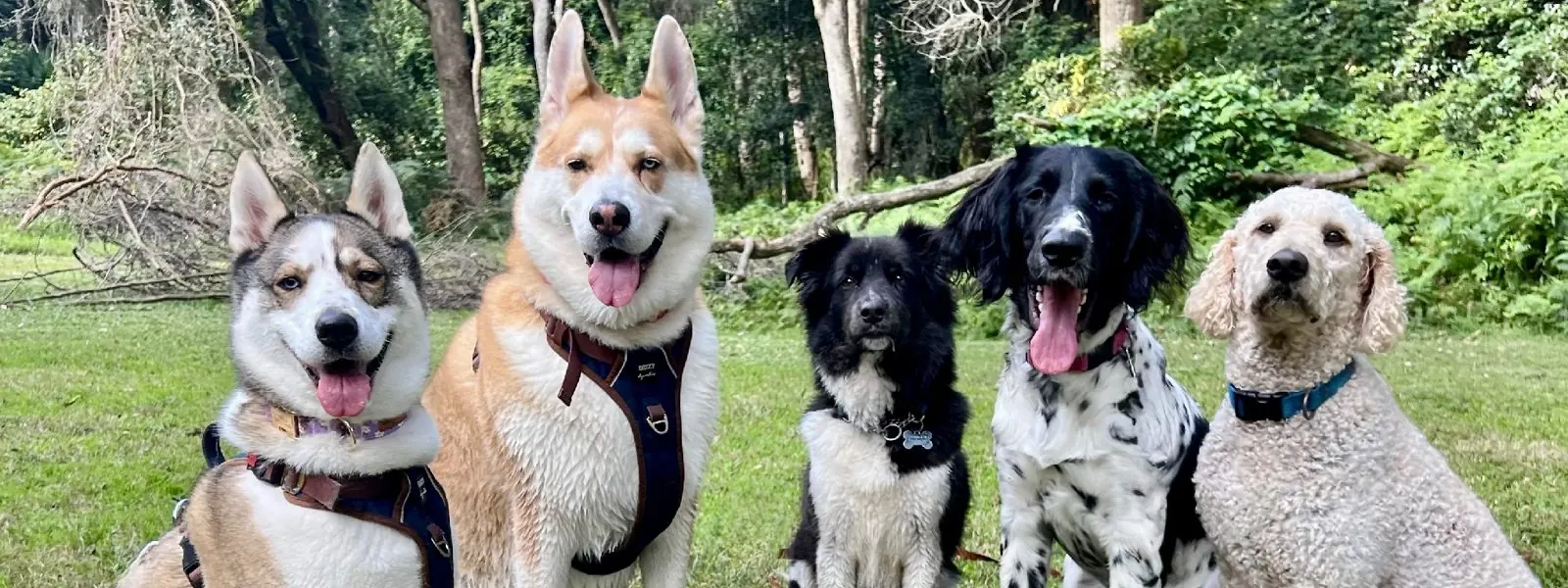 Five dogs sitting together on the grass at the edge of the bush