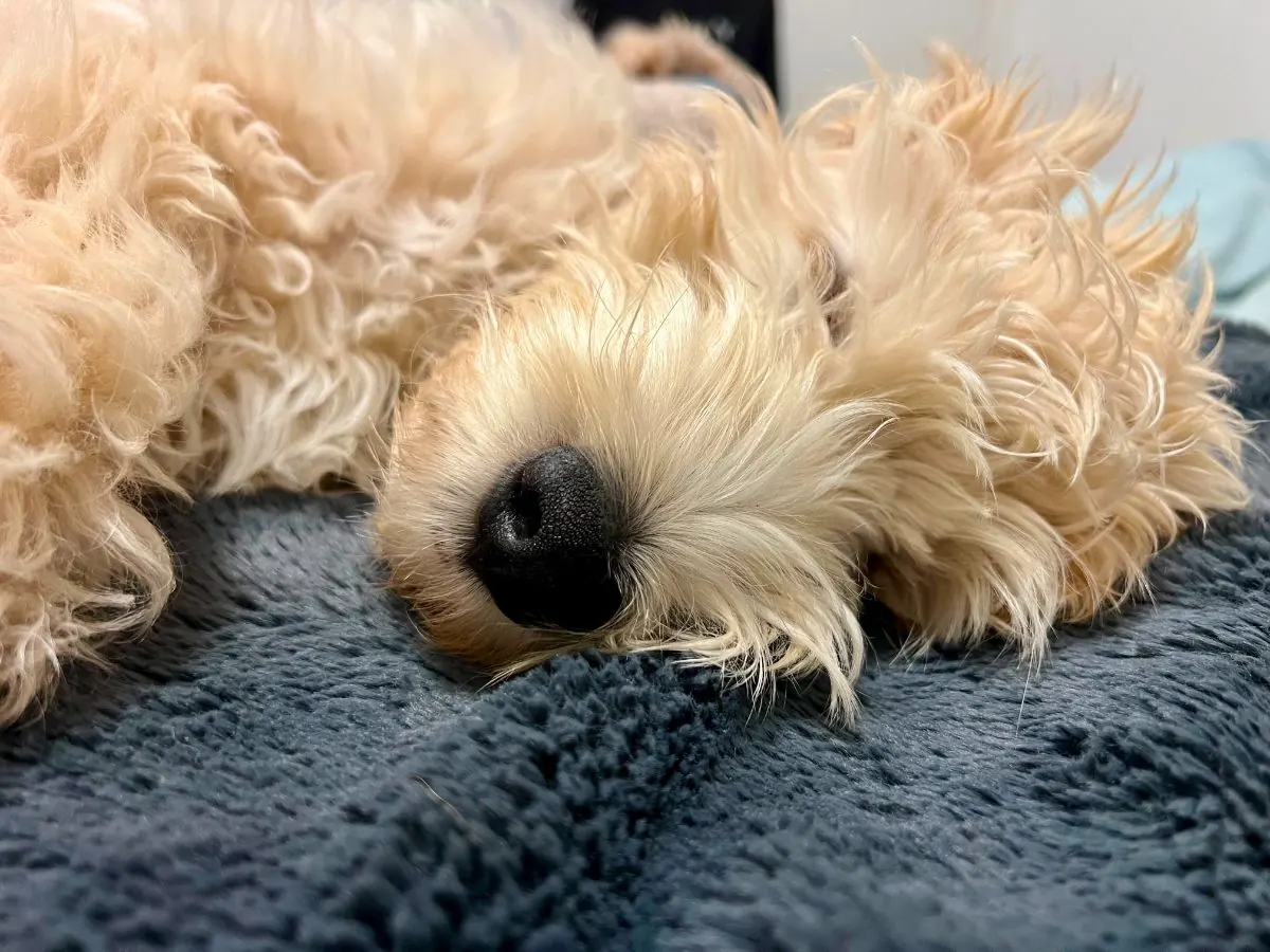 A tired dog asleep at home